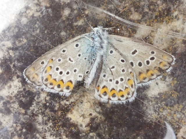 Plebejus argyrognomon - tintakék boglárka