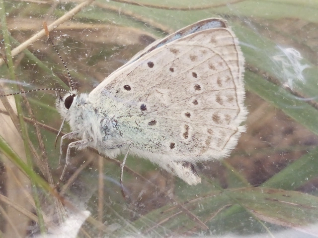 Polyommatus daphnis - csipkés boglárka