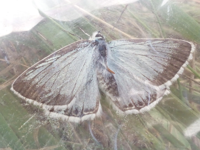 Polyommatus coridon - ezüstkék boglárka