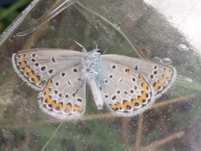 Plebejus argyrognomon - tintakék boglárka