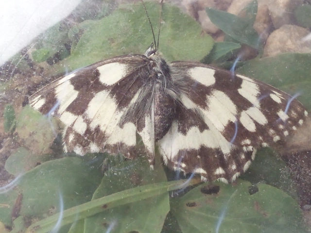 Melanargia galathea - sakktáblalepke