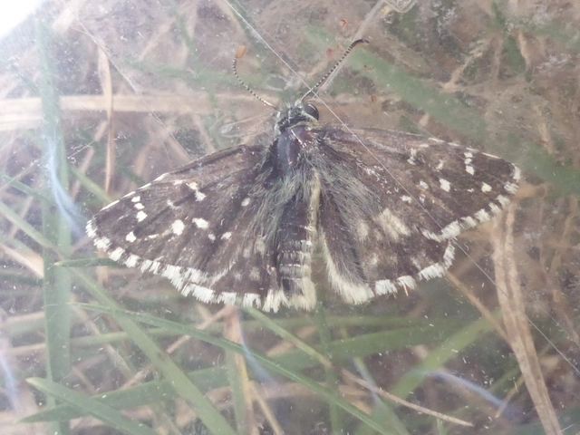 Pyrgus armoricanus - feles busalepke