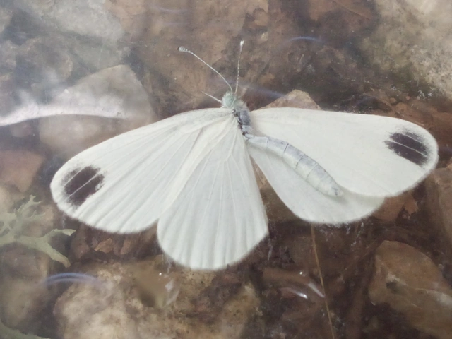Leptidea sinapis - mustárlepke