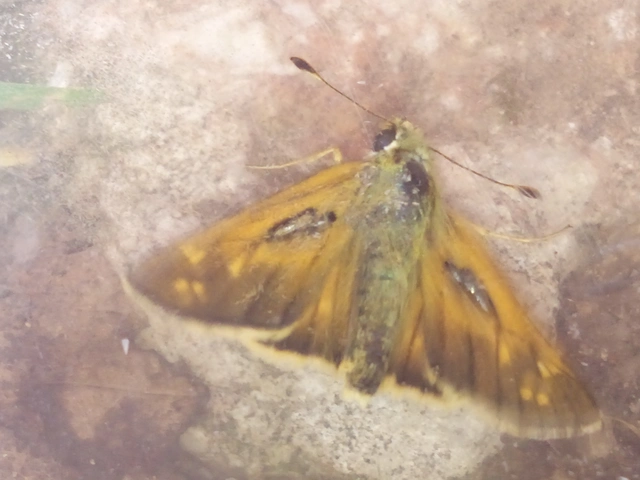 Hesperia comma - vesszős busalepke