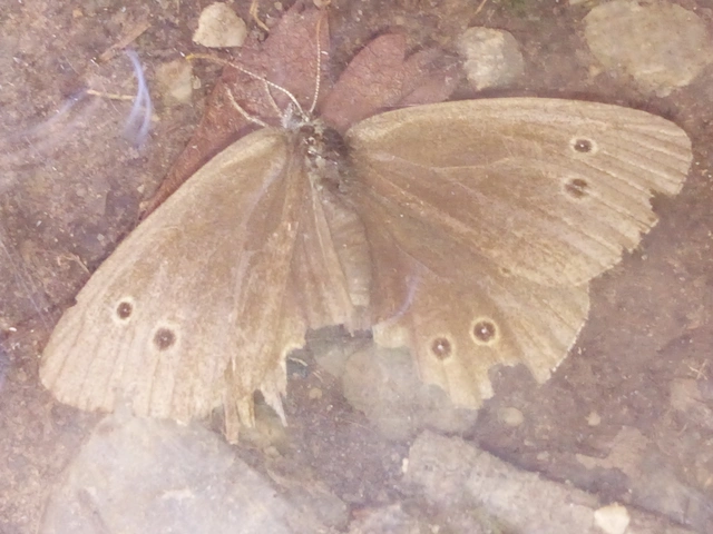 Aphantopus hyperanthus - közönséges ökörszemlepke