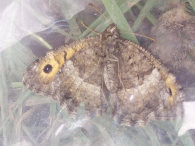 Arethusana arethusa - közönséges szemeslepke