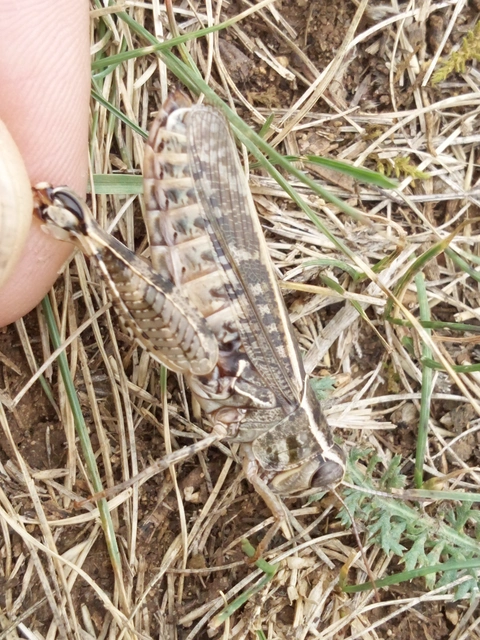 Calliptamus italicus - olaszsáska