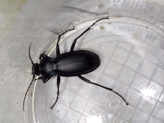 Carabus violaceus - kékfutrinka