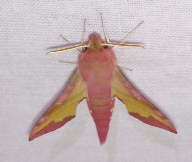 Deilephila porcellus - piros szender