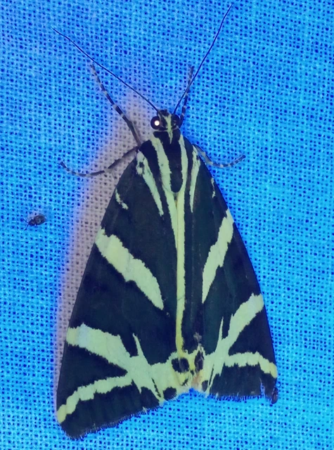 Euplagia quadripunctaria - csíkos medvelepke