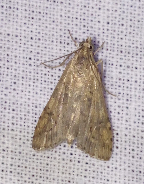 Nomophila noctuella - közönséges vándormoly