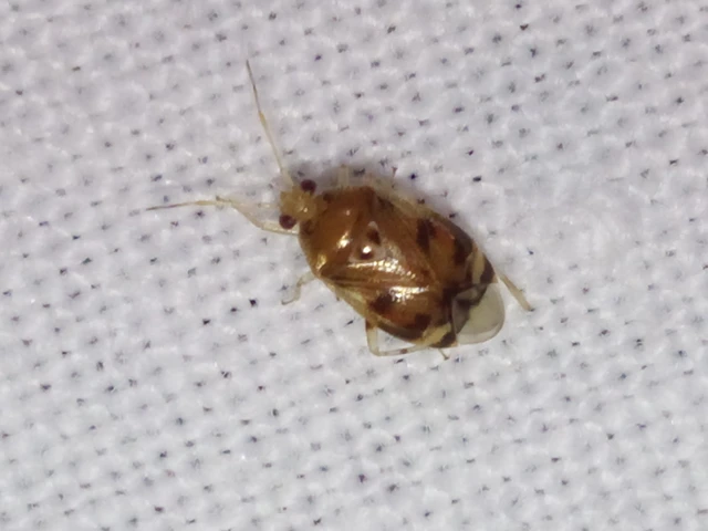 Deraeocoris lutescens - sárgás mezeipoloska Deraeocoris lutescens - sárgás mezeipoloska