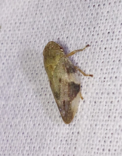 Aphrophora alni