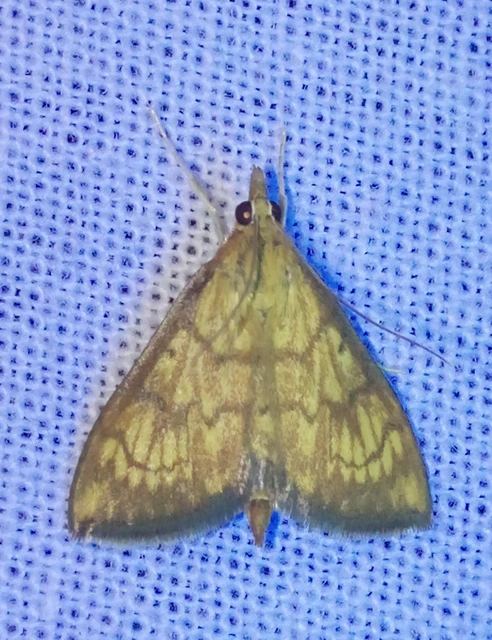 Ecpyrrhorrhoe rubiginalis - rozsdavörös tűzmoly