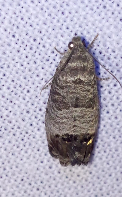 Cydia pomonella - almamoly