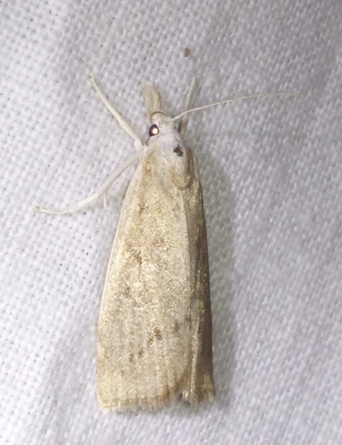 Calamotropha paludella - barna nádlevélmoly
