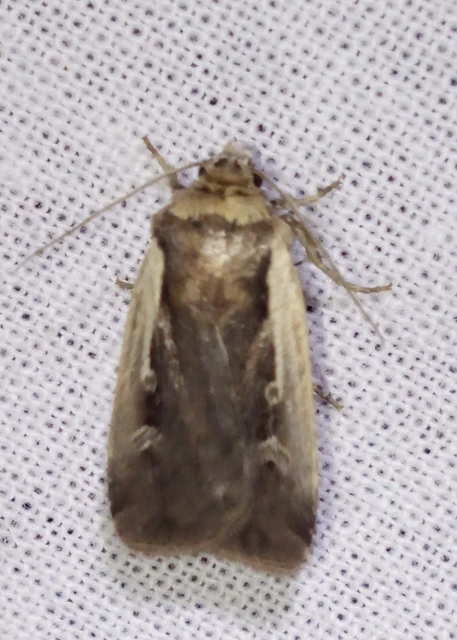 Ochropleura plecta - fehérszegélyű fűbagoly
