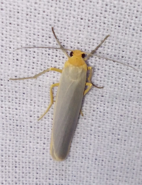 Eilema complana - közönséges zuzmószövő