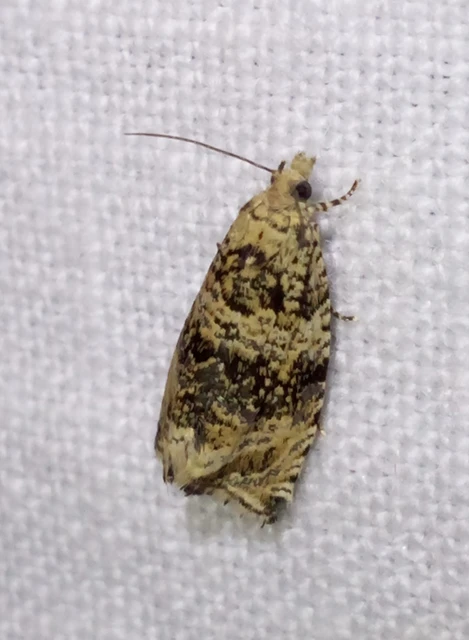 Celypha lacunana - vízparti tükrösmoly