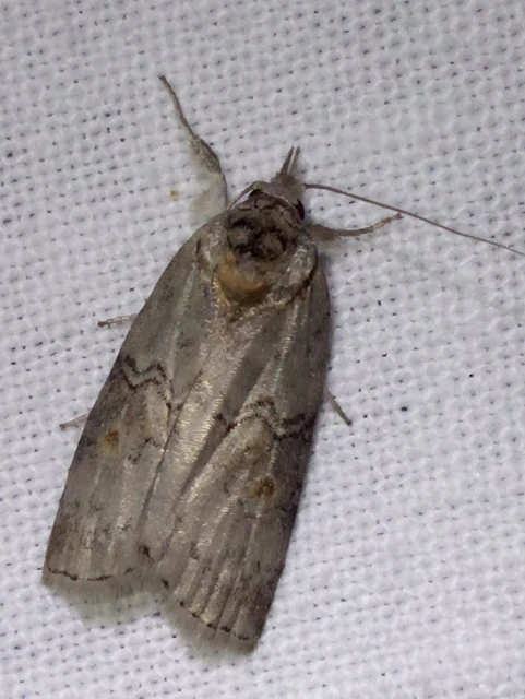 Nycteola asiatica - nyárfa-trapézbagoly