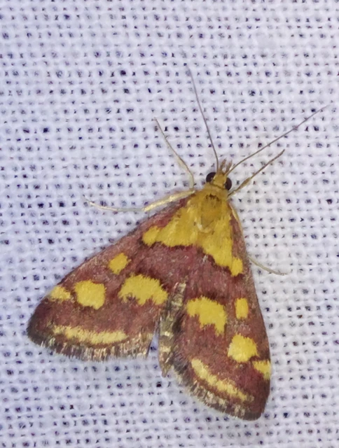 Pyrausta purpuralis - közönséges bíbormoly