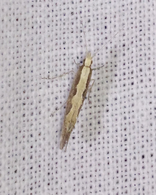 Plutella xylostella - káposztamoly