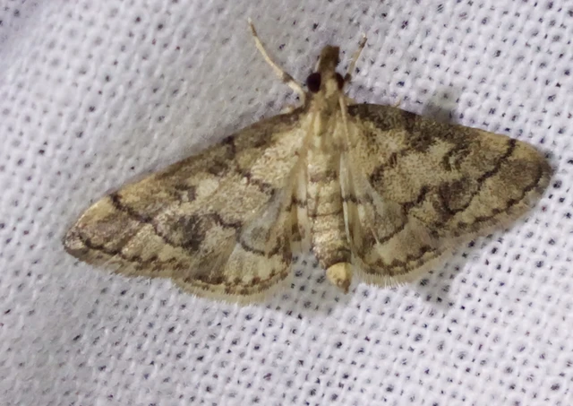Metasia ophialis - kígyósávos tűzmoly