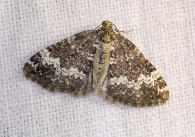 Perizoma alchemillata - árvacsalán-araszoló