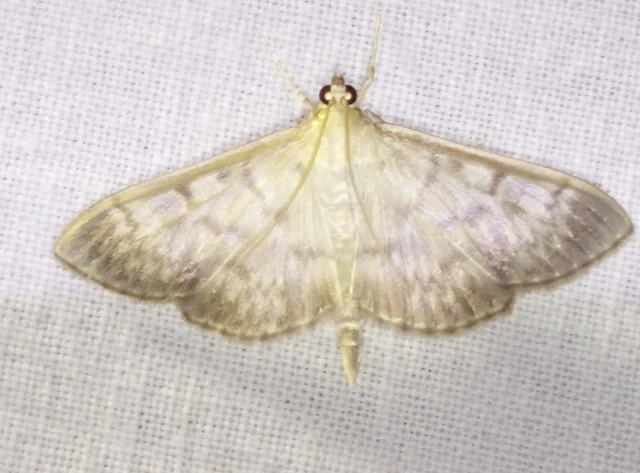 Patania ruralis - csalánevő tűzmoly
