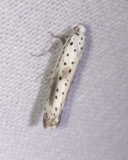 Yponomeuta irrorella - pókhálós kökénymoly