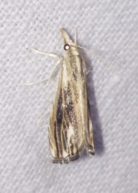 Catoptria verellus - kormos fűgyökérmoly