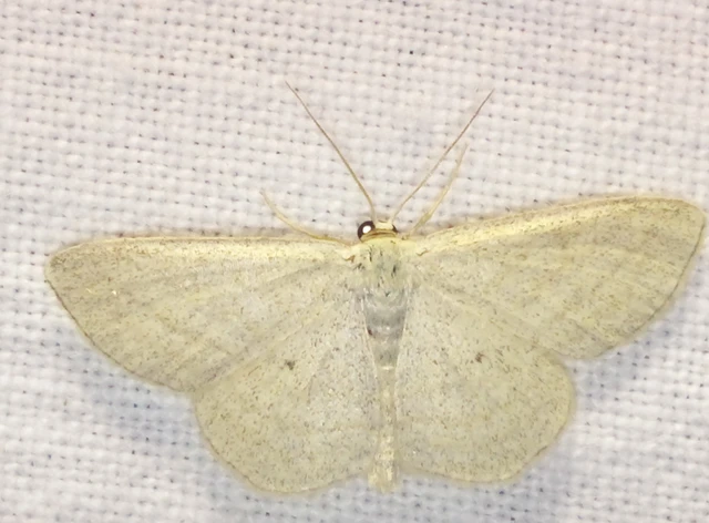 Scopula virgulata - vesszős sávosaraszoló
