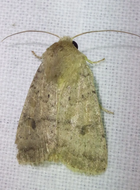 Hoplodrina octogenaria - barna selymesbagoly