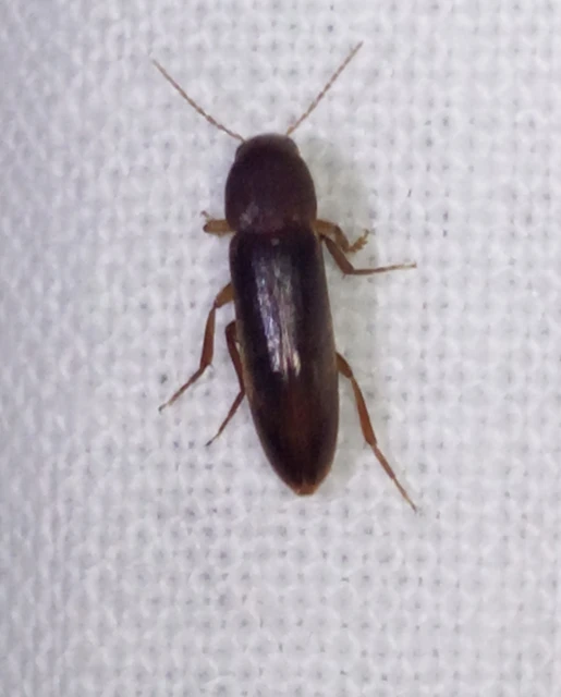 Melandryidae - komorkafélék