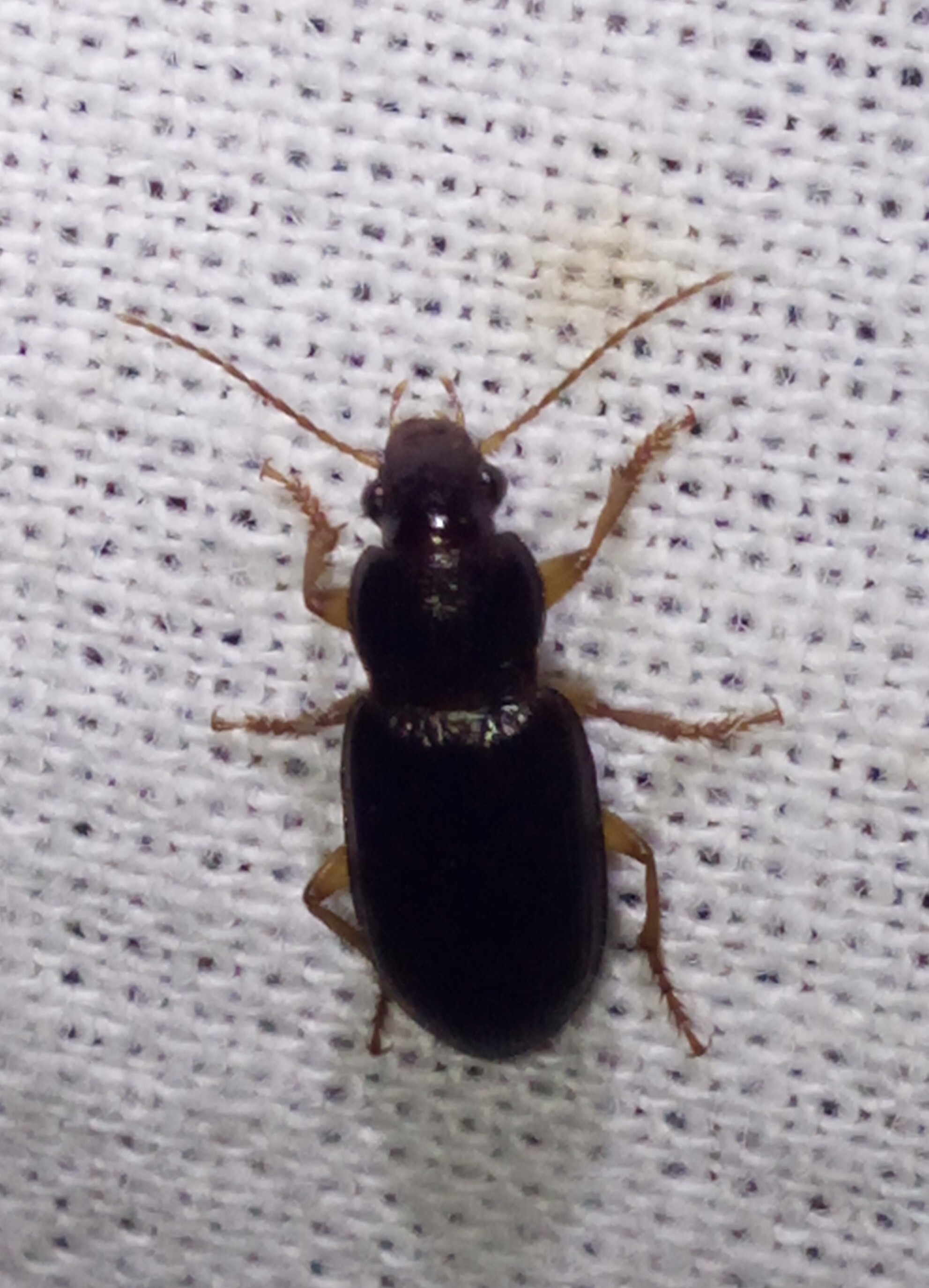Ophonus puncticeps - mezei bársonyfutó