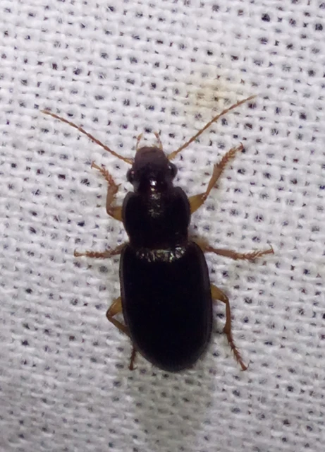 Ophonus puncticeps - mezei bársonyfutó