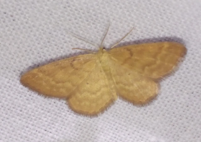 Idaea serpentata - kis sávosaraszoló