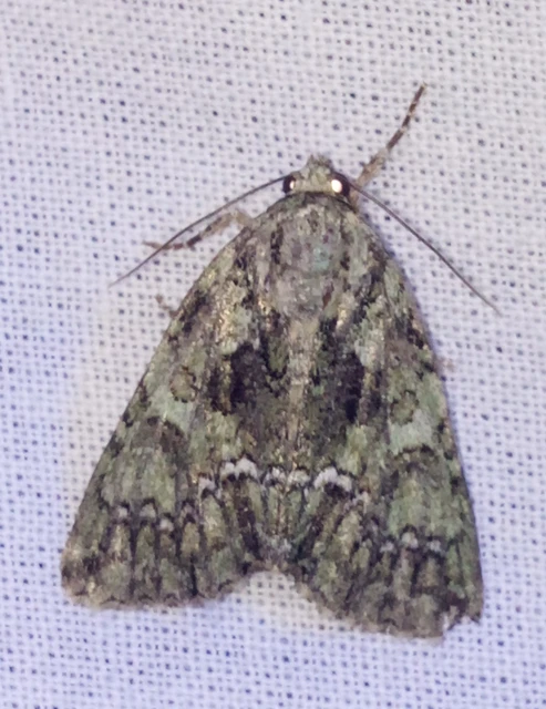 Polyphaenis sericata - selyemfényű erdeibagoly