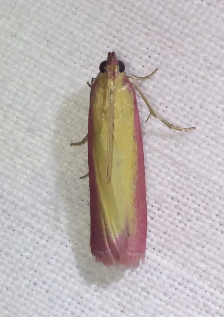 Oncocera semirubella - lucernamoly