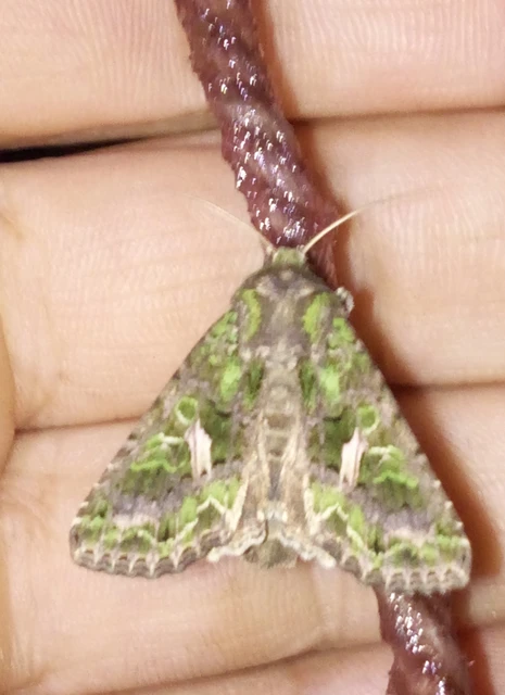 Trachea atriplicis - nyári zöldbagoly