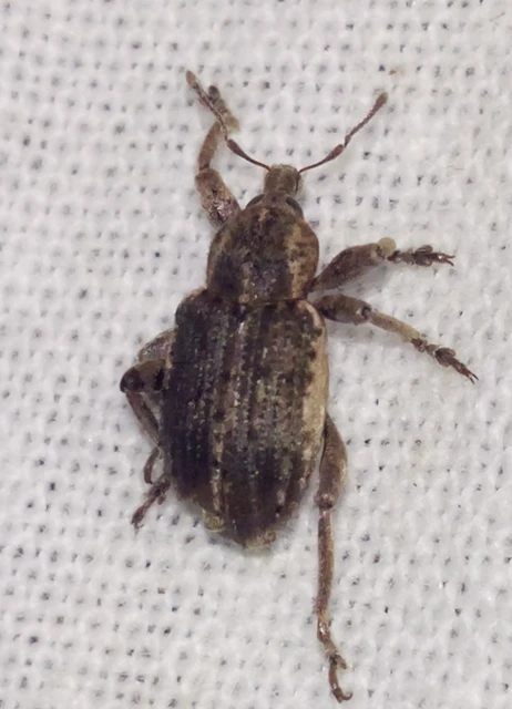 Brachypera zoilus - lucerna-gubósormányos