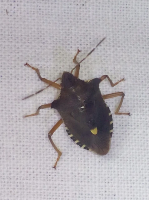 Pentatoma rufipes - vöröslábú címerespoloska Pentatoma rufipes - vöröslábú címerespoloska