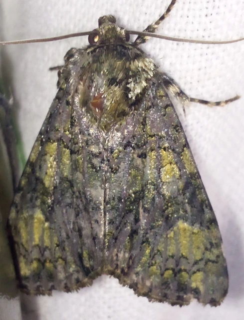 Craniophora ligustri - fagyalbagoly