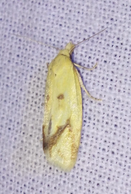Agapeta hamana - közönséges sárgamoly