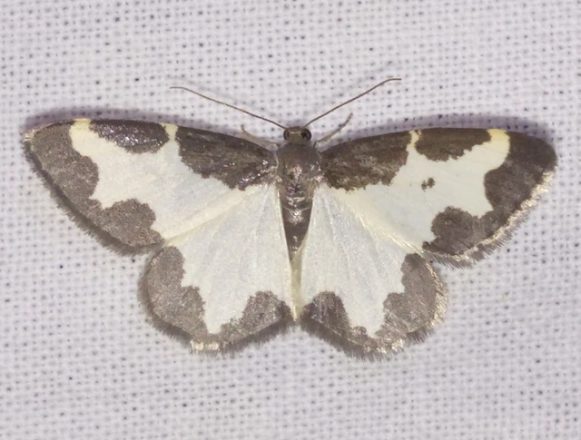 Lomaspilis marginata - szegélyes nyárfaaraszoló