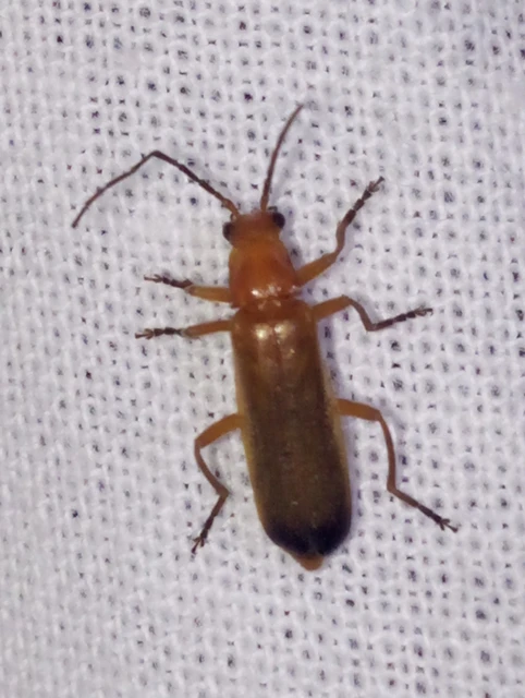 Rhagonycha fulva - feketevégű lágybogár