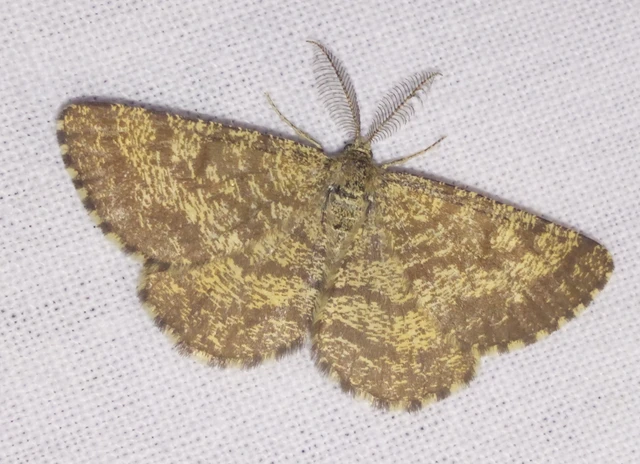 Ematurga atomaria - barna rétiaraszoló