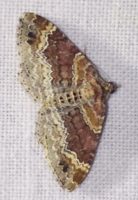 Xanthorhoe spadicearia - sávos tarkaaraszoló