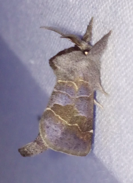 Clostera pigra - apró levélszövő