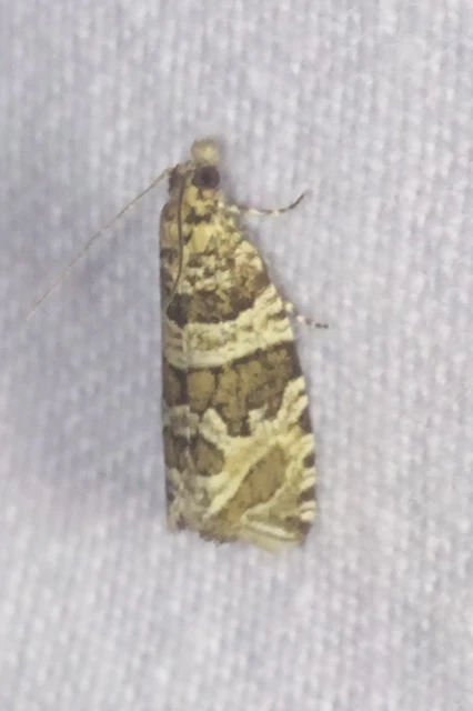 Celypha rivulana - dudvasodró tükrösmoly